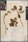 Foto von Salix caprea L.